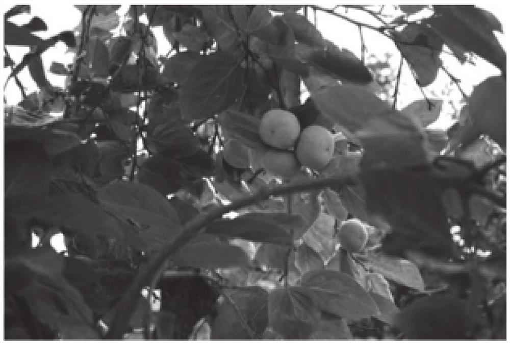 Fruit recognition method and device based on improved SOLO network and fruit picking robot