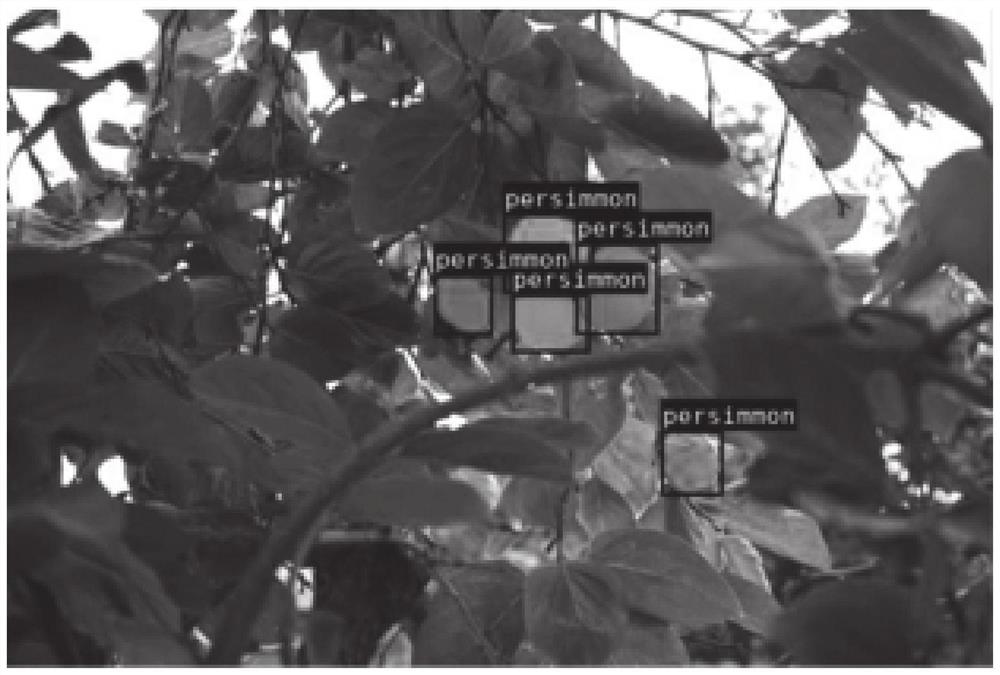 Fruit recognition method and device based on improved SOLO network and fruit picking robot