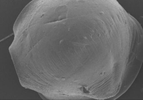 Urea formaldehyde modified sodium alginate copolymer and application thereof