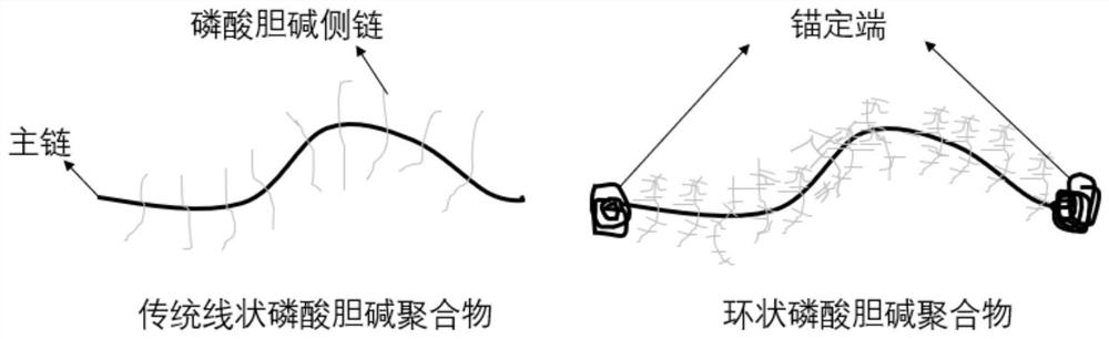 A preparation method and application of silica surface modified by cyclic phosphorylcholine polymer