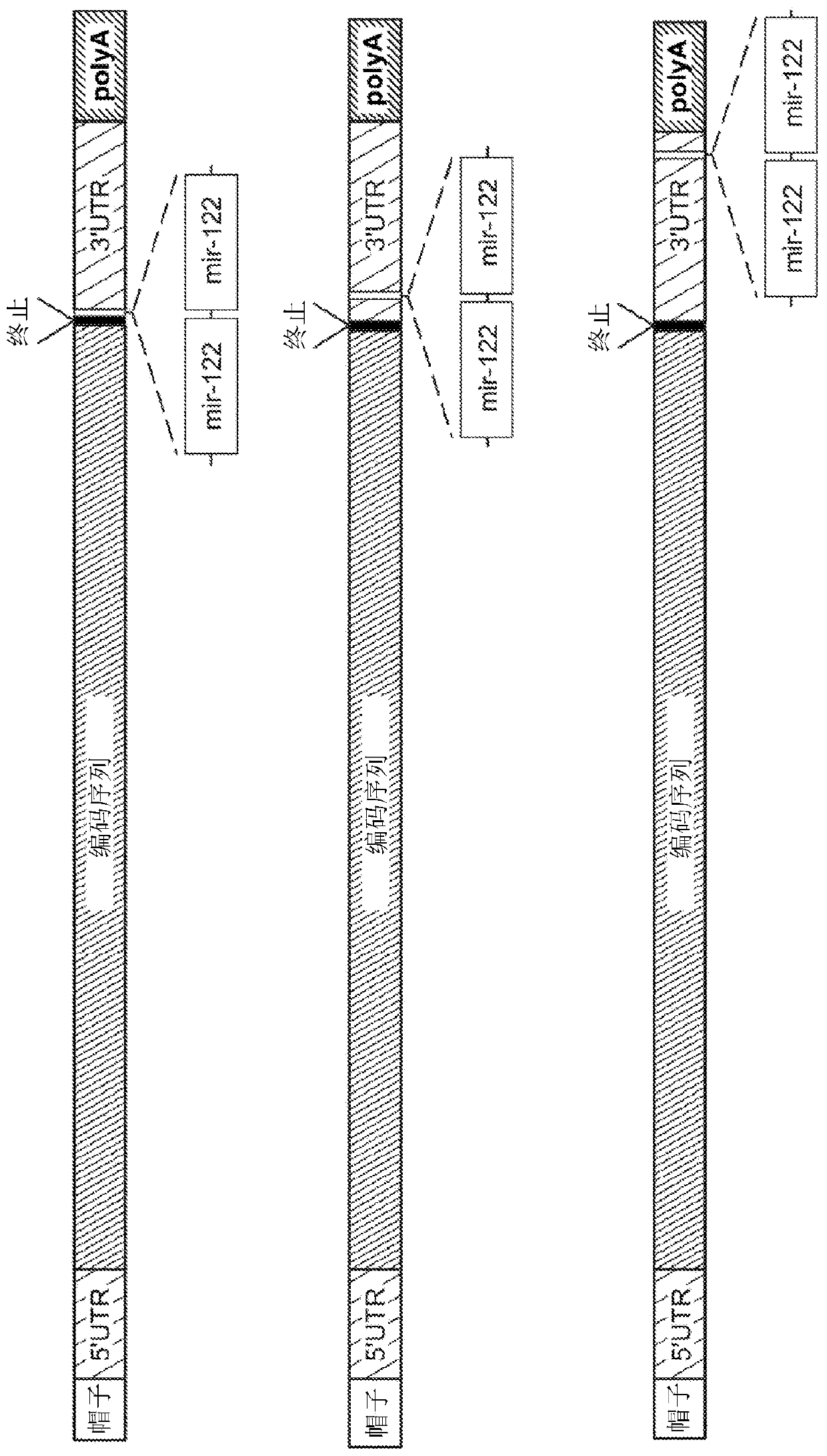 Compositions and processes for targeted delivery, expression and modulation of coding ribonucleic acids in tissue