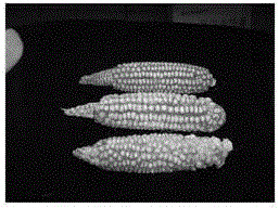 Method for enabling sexual corns to generate dominant and recessive apomictic hybrids