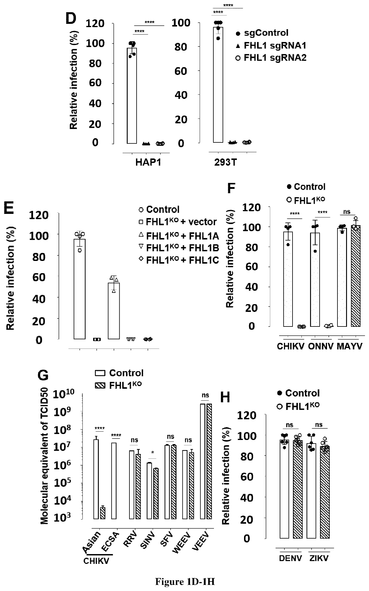 Methods for screening inhibitors against chikungunya virus and for determining whether subjects are predisposed to infection by said virus