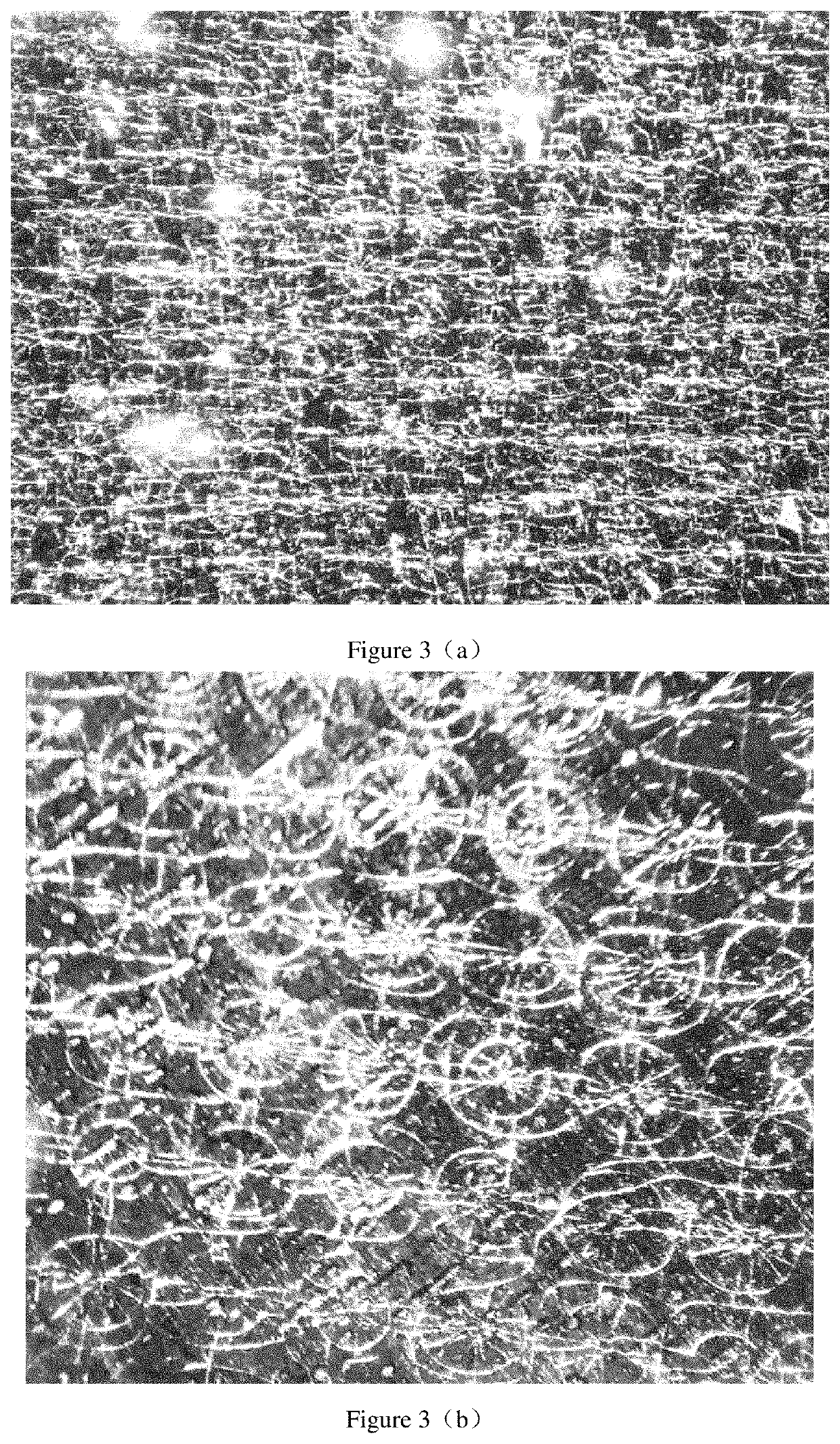 High-performance shielding sheet and preparation method thereof and coil module comprising the same