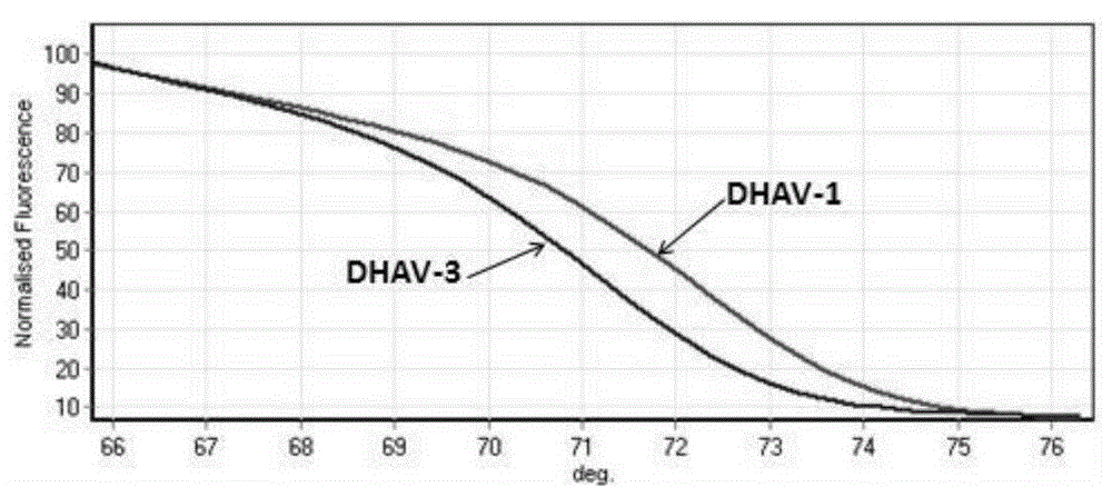PCR-HRM primer and method for quickly distinguishing DHAV-1 from DHAV-3