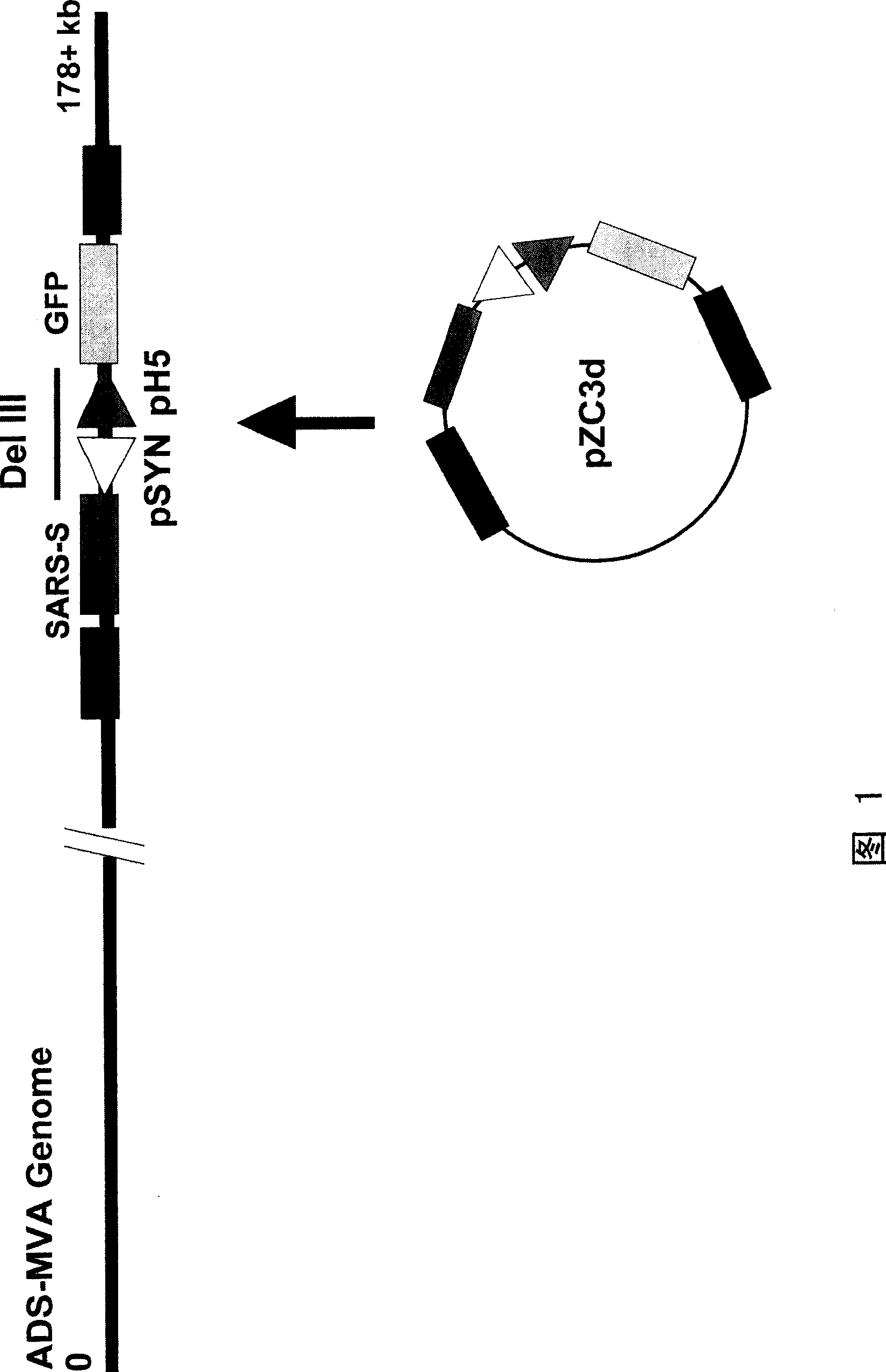 A recombined smallpox vaccine - SARS vaccine and preparation method thereof