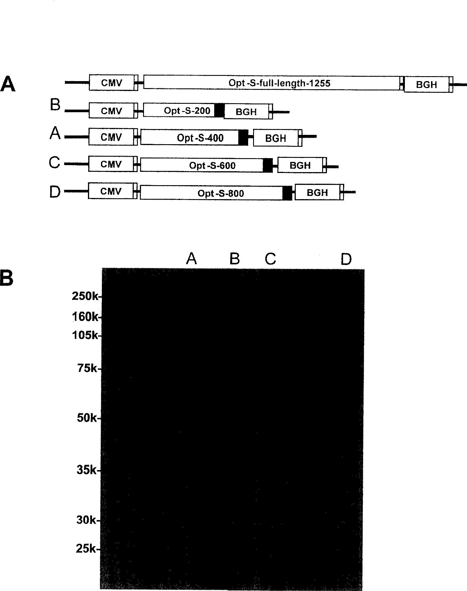 A recombined smallpox vaccine - SARS vaccine and preparation method thereof