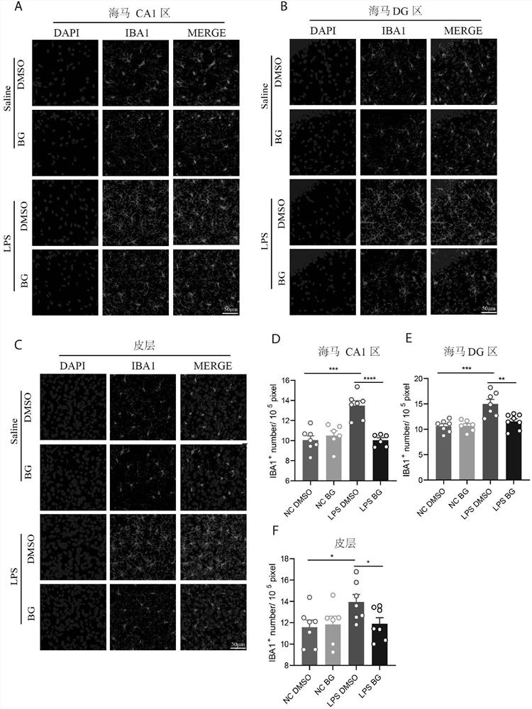 Application of bergapten in treatment of depression