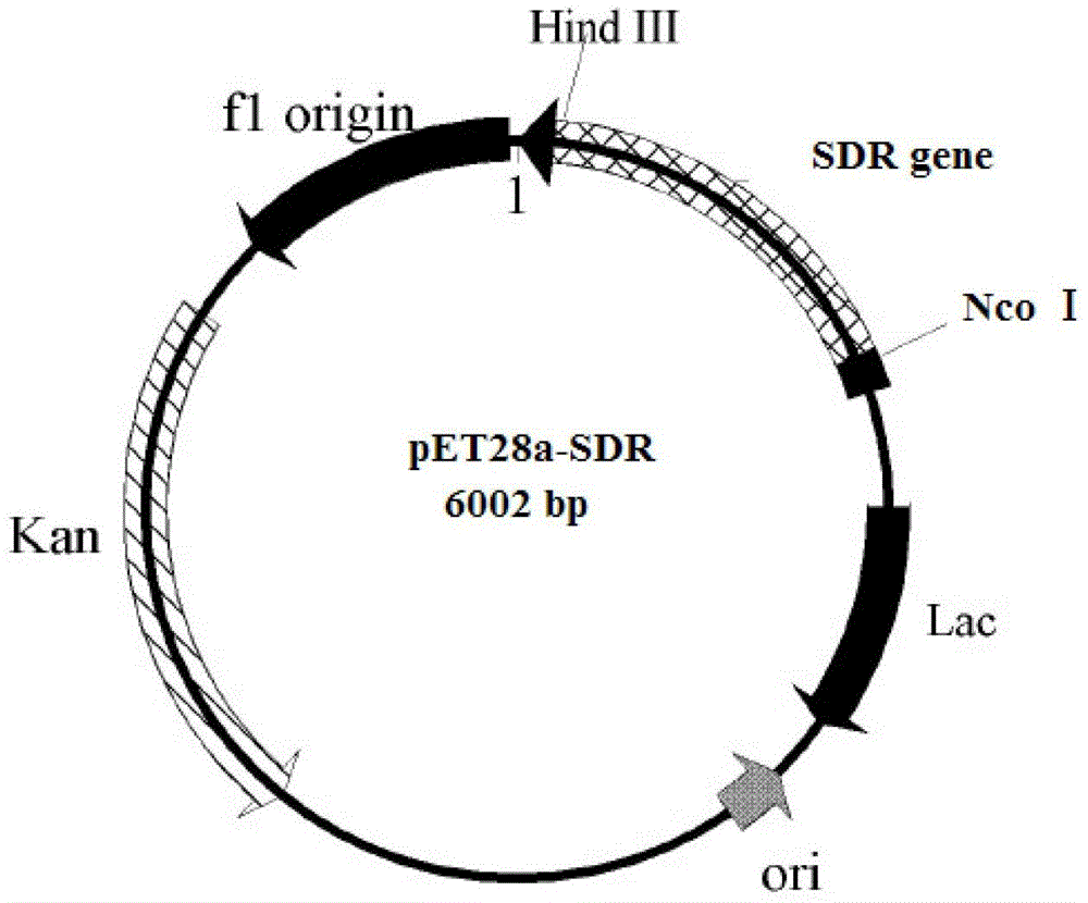 Short-chain dehydrogenase, coding gene, vector, engineering bacterium and application derived from Refsonia