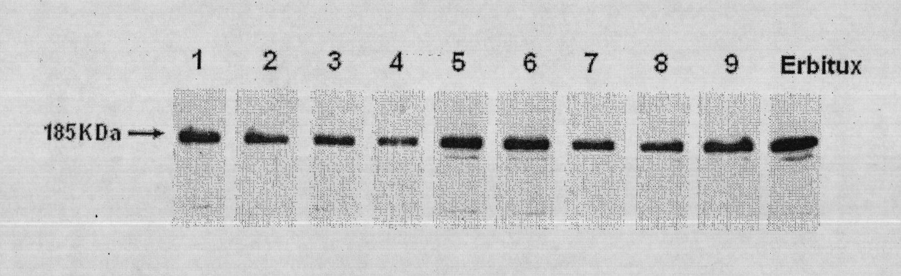 Design of novel anti-EGFR humanized antibody TGM10 and application thereof