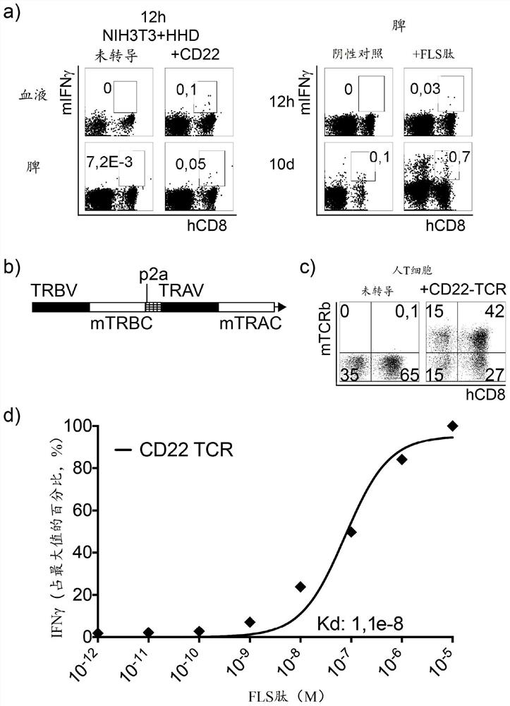 Cd22-specific t cell receptors and adoptive t cell therapy for treatment of b cell malignancies