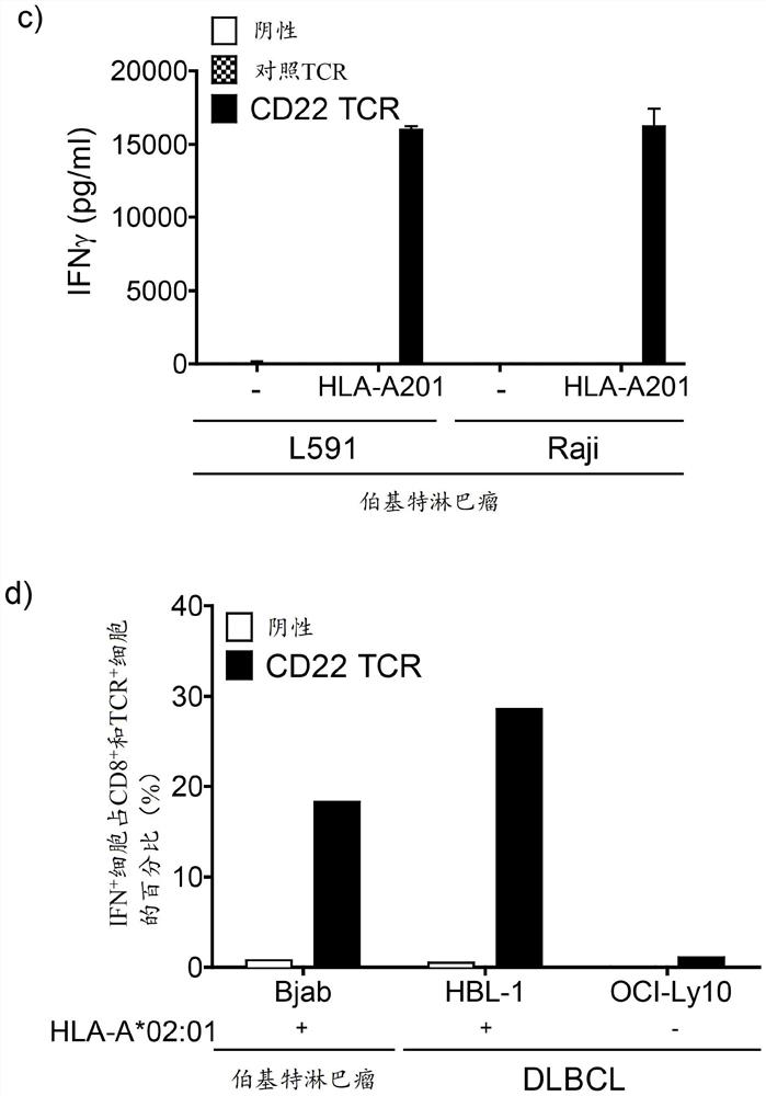 Cd22-specific t cell receptors and adoptive t cell therapy for treatment of b cell malignancies