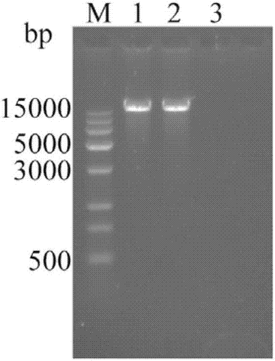 Recombinant rabies virus carrying deoptimized M gene and two G genes