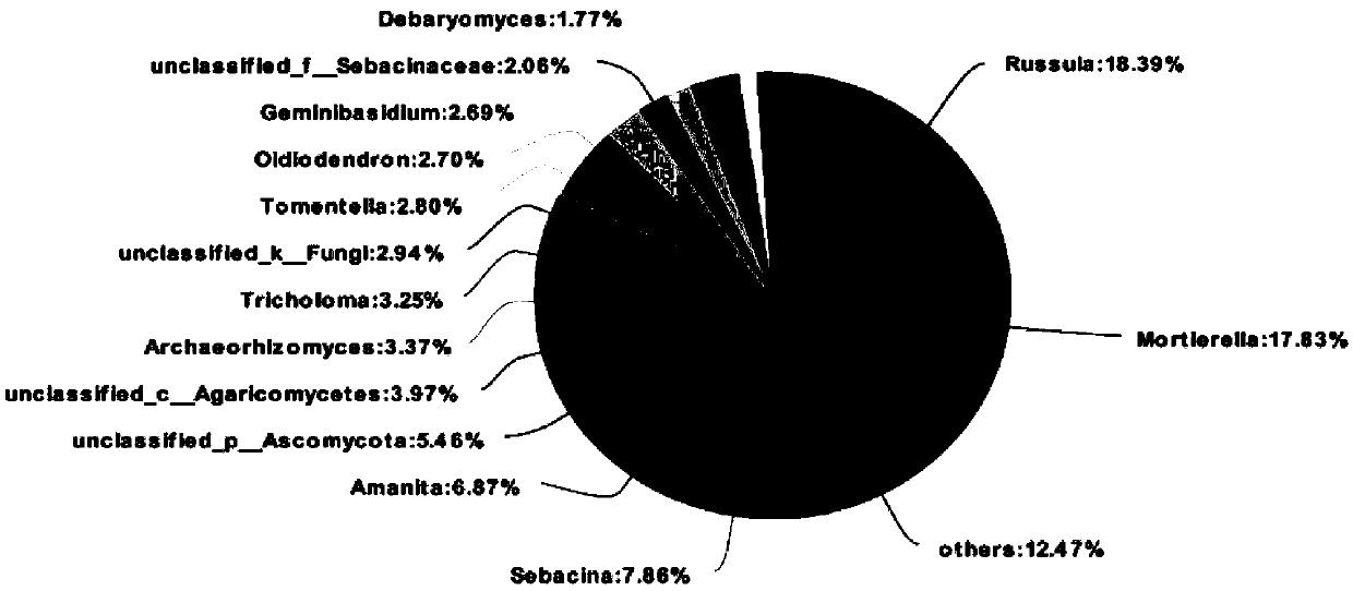 Specific DNA fragment for identification of thelephora ganbajun, amplification primer, preparation method and application thereof