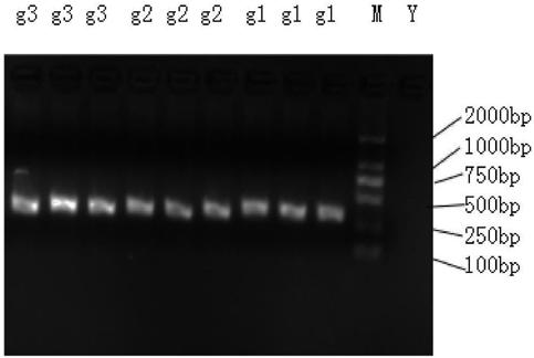 Specific DNA fragment for identification of thelephora ganbajun, amplification primer, preparation method and application thereof
