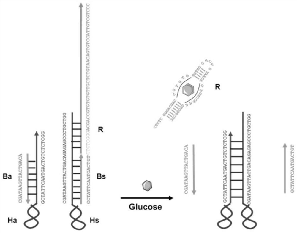 DNA nano machine, and application thereof in reducing blood sugar