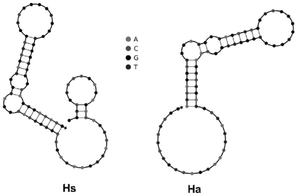 DNA nano machine, and application thereof in reducing blood sugar