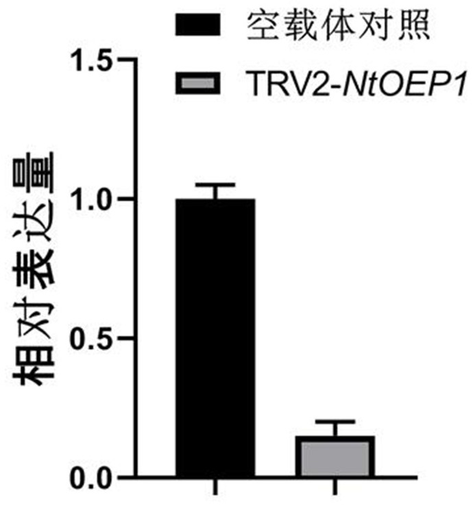 ntoep1 Gene Affecting Tobacco Pigment Content and Its Application