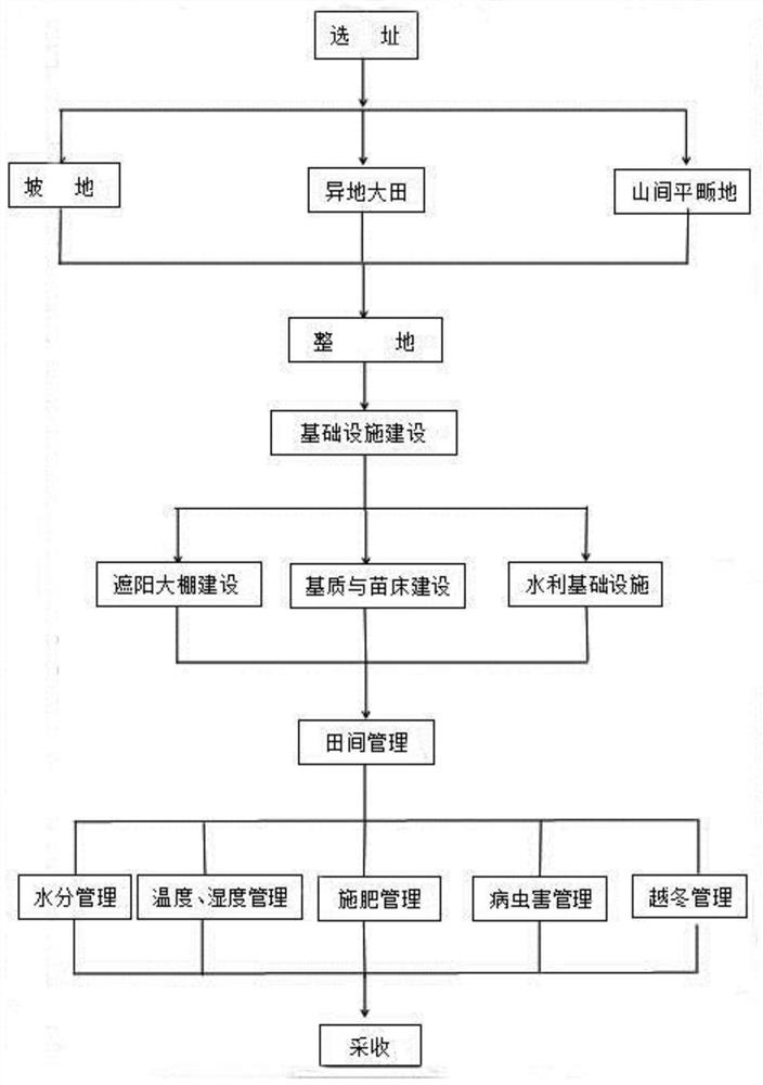 A pollution-free, high-yield and high-quality Huoshan Dendrobium planting method