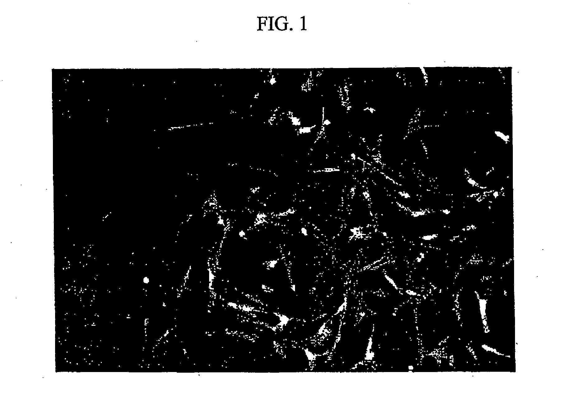 "Gfp-transfected clon pig, gt knock-out clon pig and methods for productions thereof
