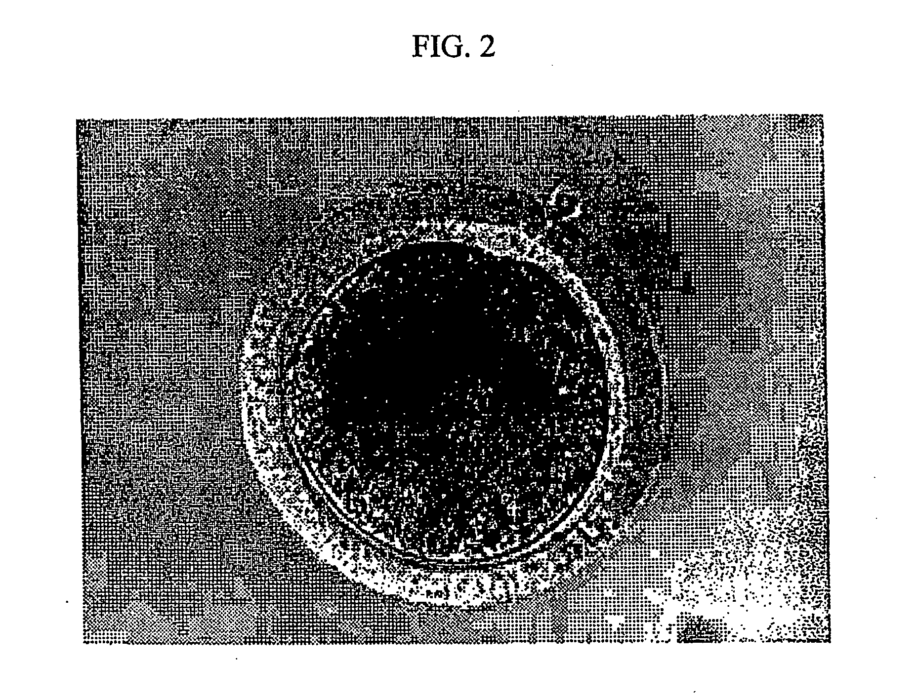 "Gfp-transfected clon pig, gt knock-out clon pig and methods for productions thereof