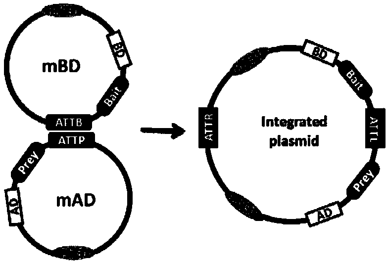 Recombinant vector for high-throughput yeast two-hybrid technology and method for large-scale screening of interacting proteins