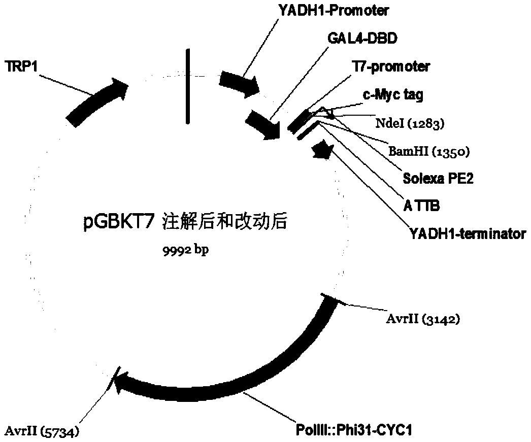 Recombinant vector for high-throughput yeast two-hybrid technology and method for large-scale screening of interacting proteins