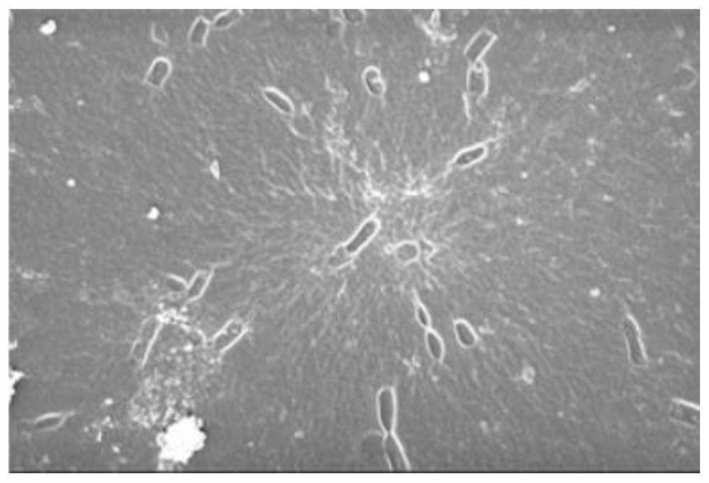 Imprinted thin film material for selectively separating drug-resistant bacillus as well as preparation and application thereof