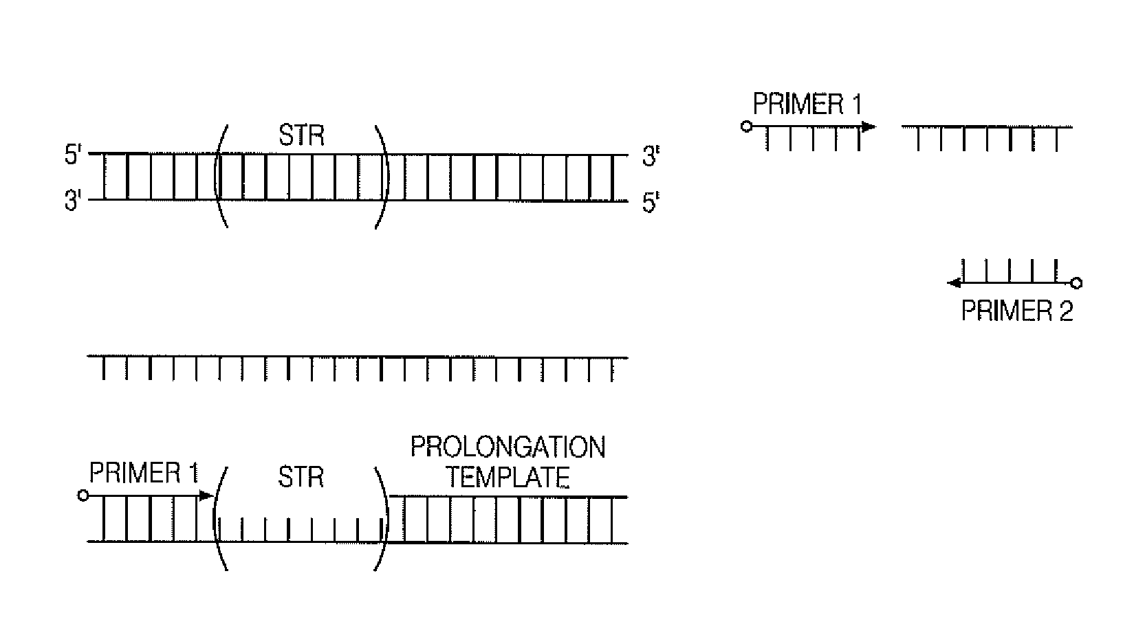 All mini-STR multiplex with increased C.E. through-put by STR prolongation template fusion