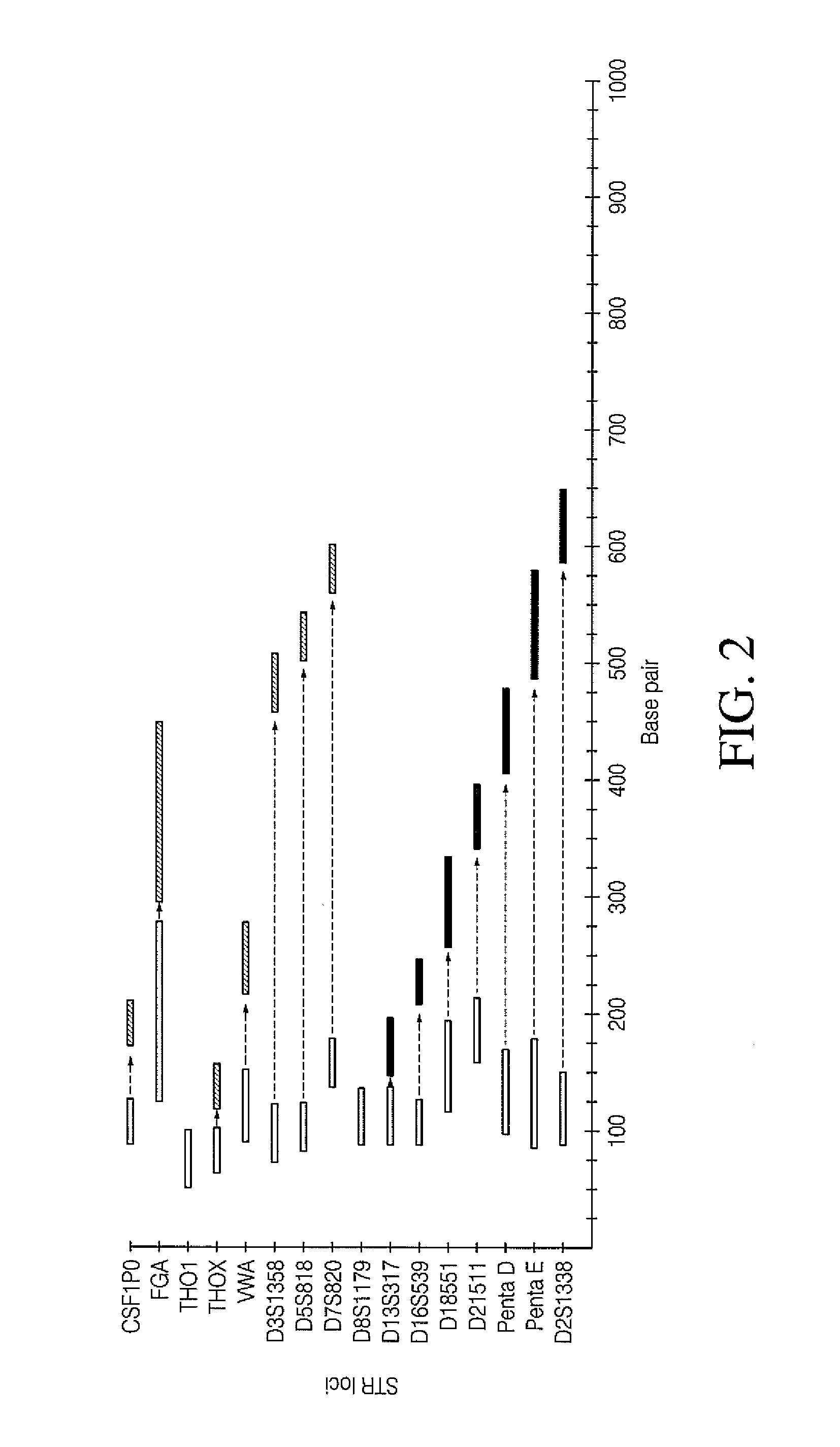 All mini-STR multiplex with increased C.E. through-put by STR prolongation template fusion