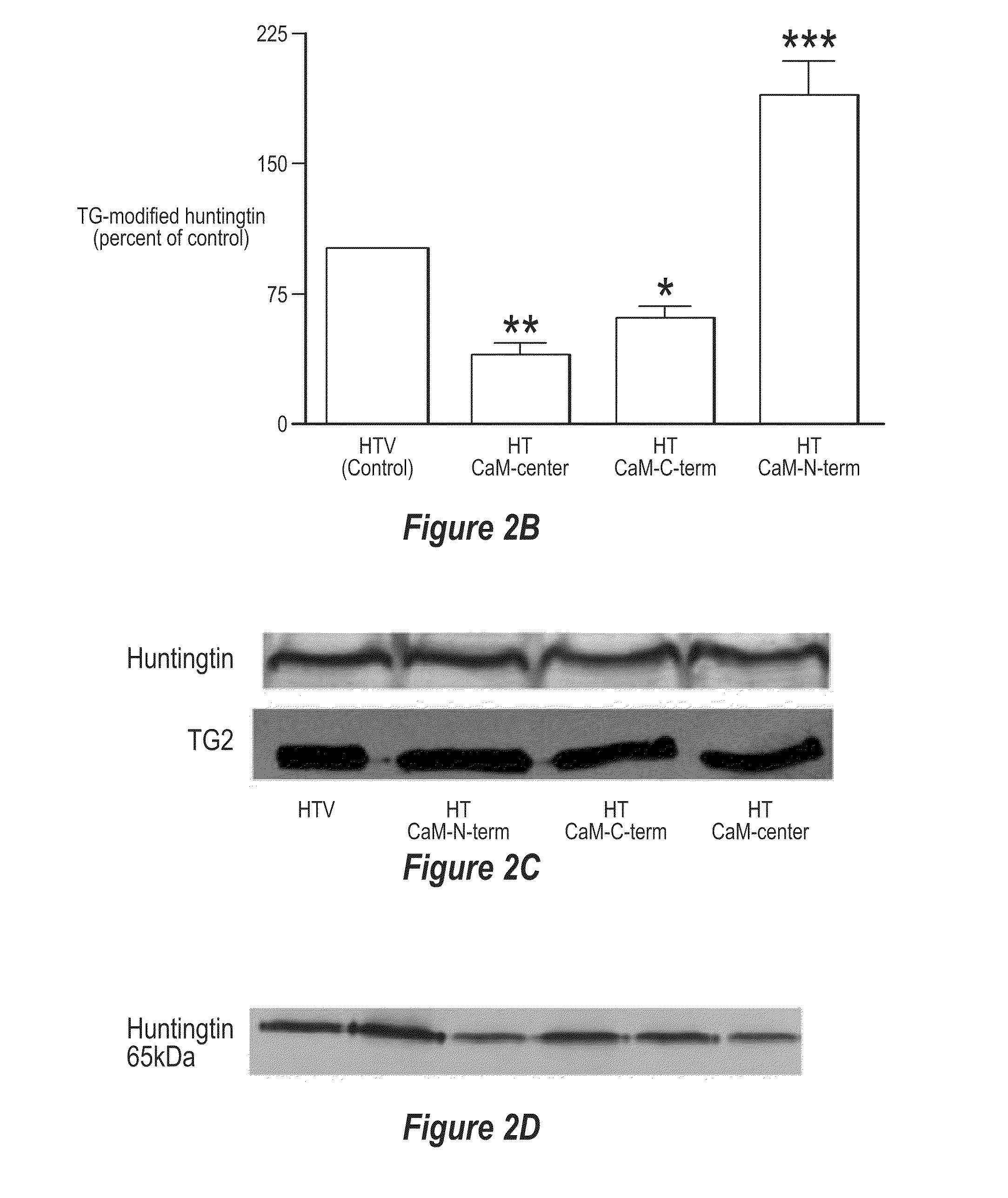 Protective effects of inhibiting the interaction of calmodulin and mutant huntingtin protein