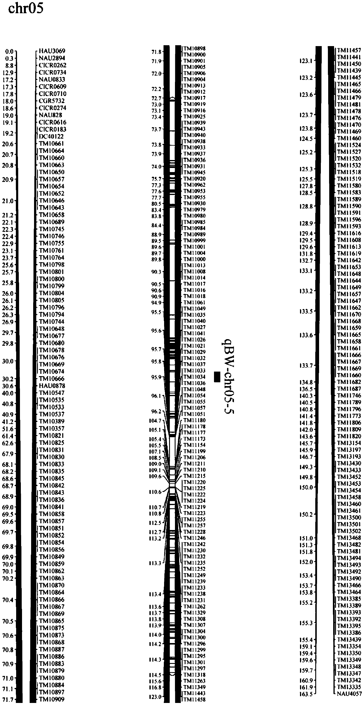 SNP molecular marker derived from single-boll weight major gene of Xinluzao 24