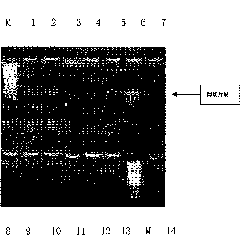 Method for preparing human serum amyloid A1 and expression vector and genetic engineering bacteria thereof