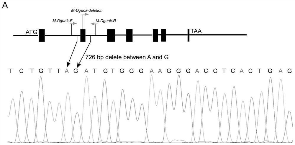 Gene related to animal infertility, sgRNA, application and method for constructing animal model