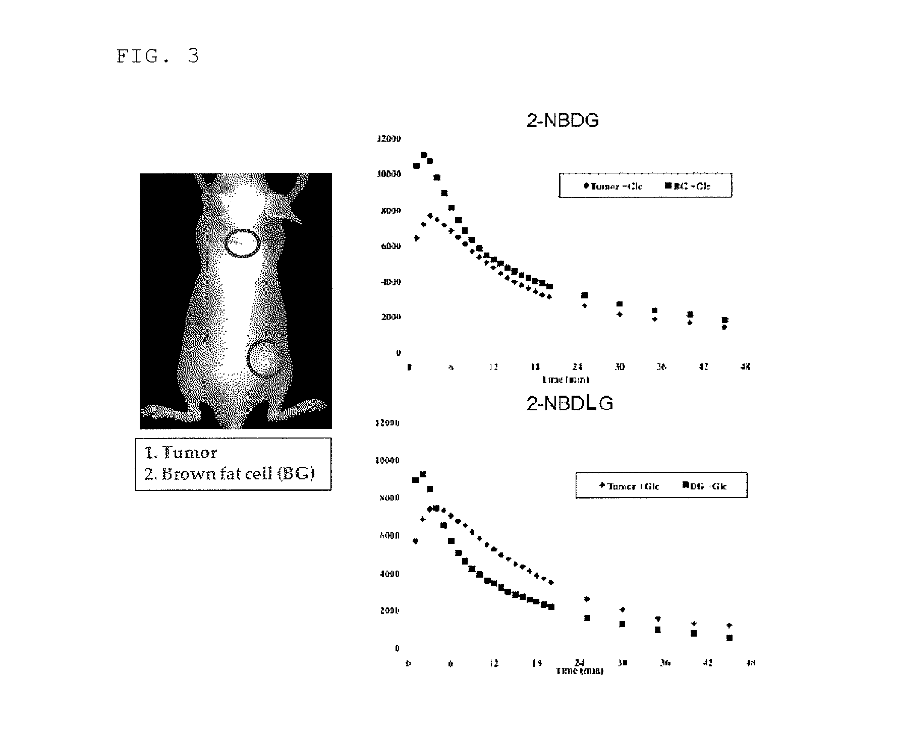 Method for detecting cancer cell using fluorescently labeled l-glucose derivative, and cancer cell-imaging agent comprising fluorescently labeled l-glucose derivative
