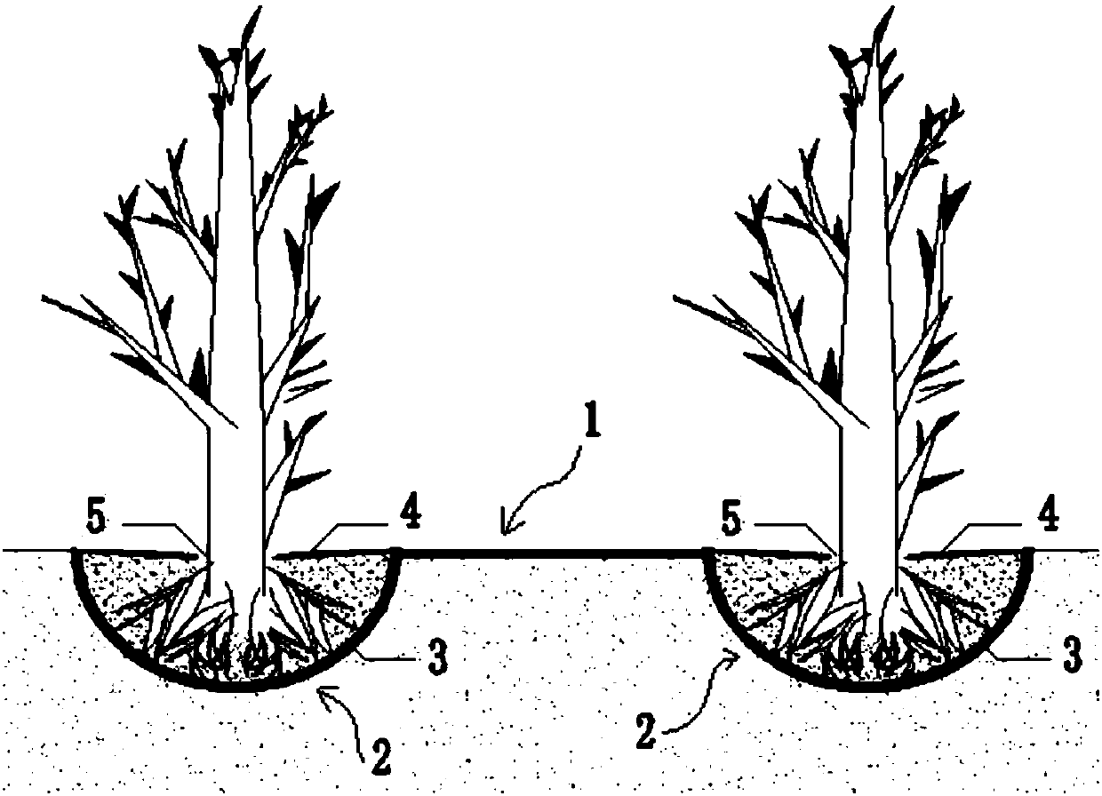 Green desert planting structure and method of growing plants in desert