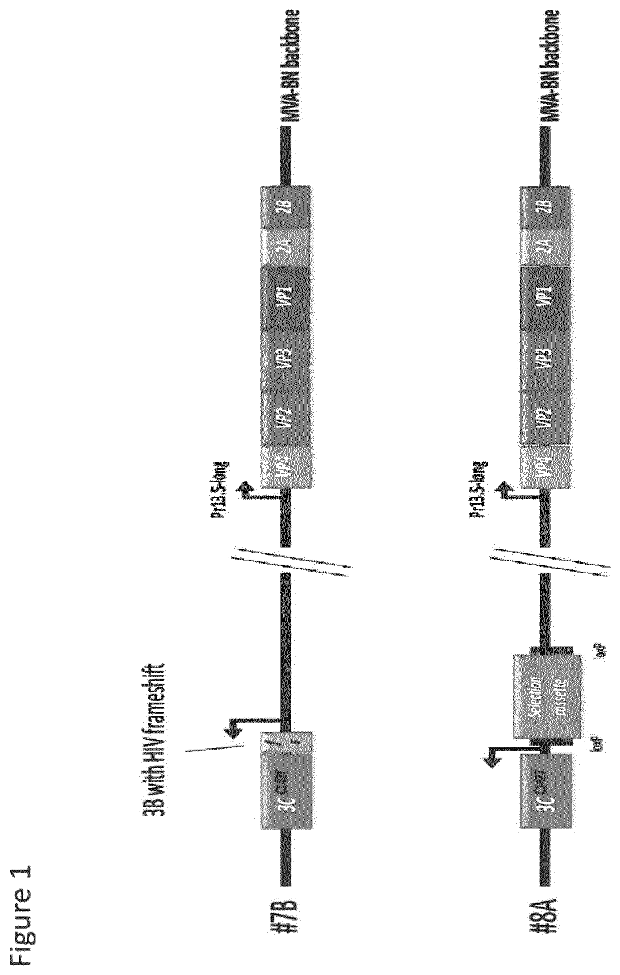 Recombinant modified vaccinia virus Ankara (MVA) foot and mouth disease virus (FMDV) vaccine