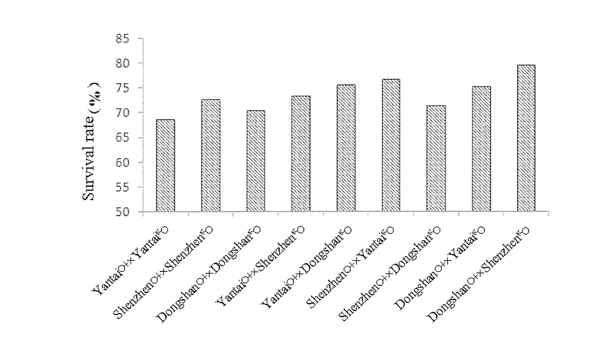 A breeding method for obtaining heterosis in lined seahorses