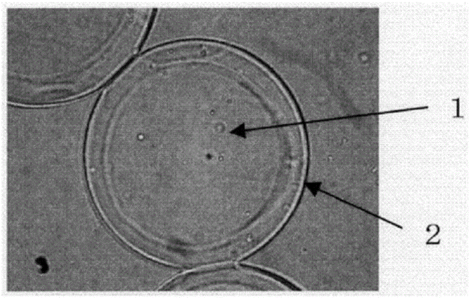 Polyamide fibers, fiber structure using same, and clothing