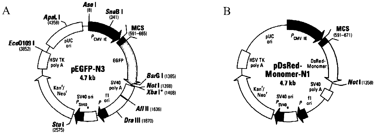 A HIV inhibitor screening model and its preparation method and application