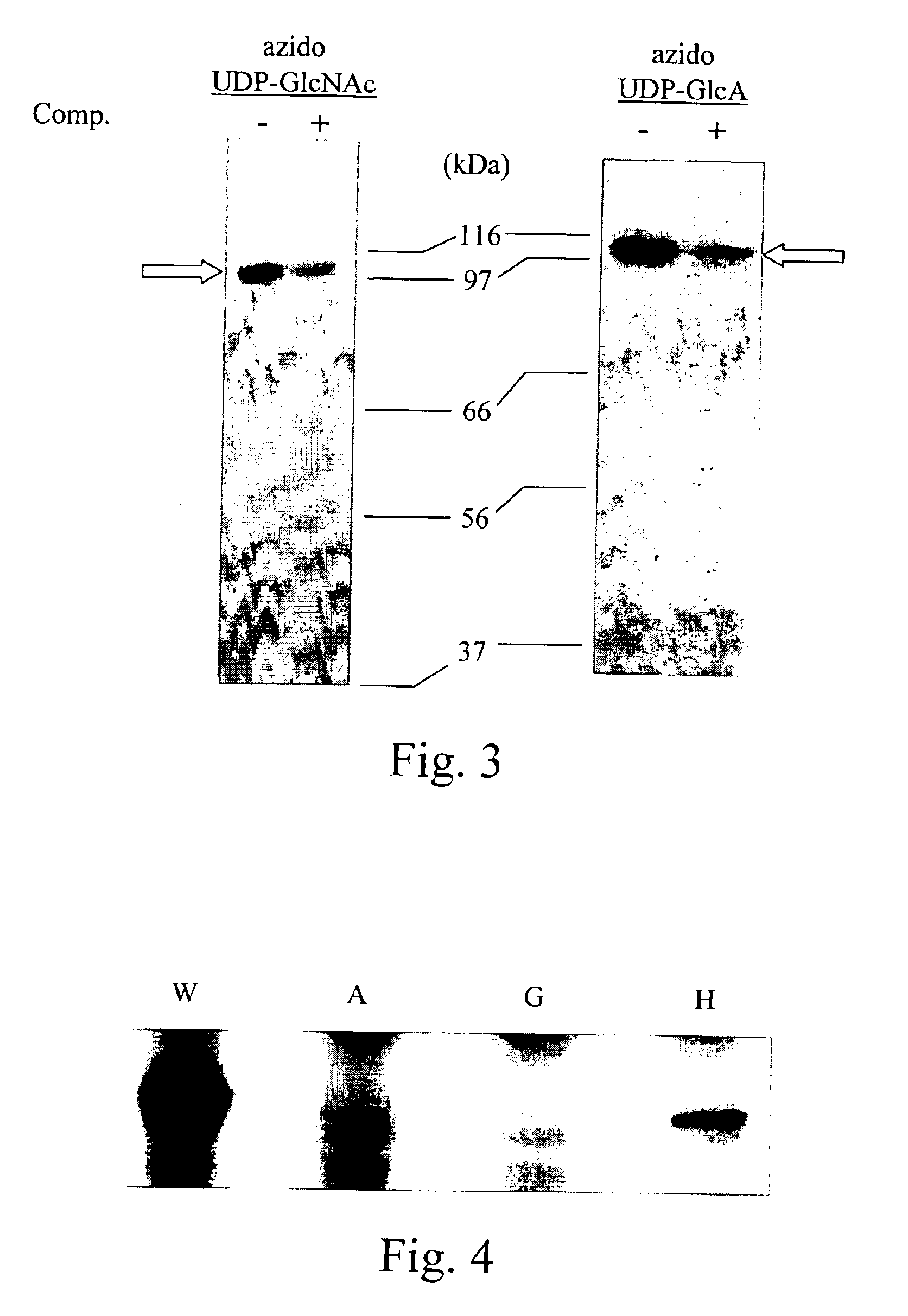 DNA encoding hyaluronan synthase from Pasteurella multocida and methods of use