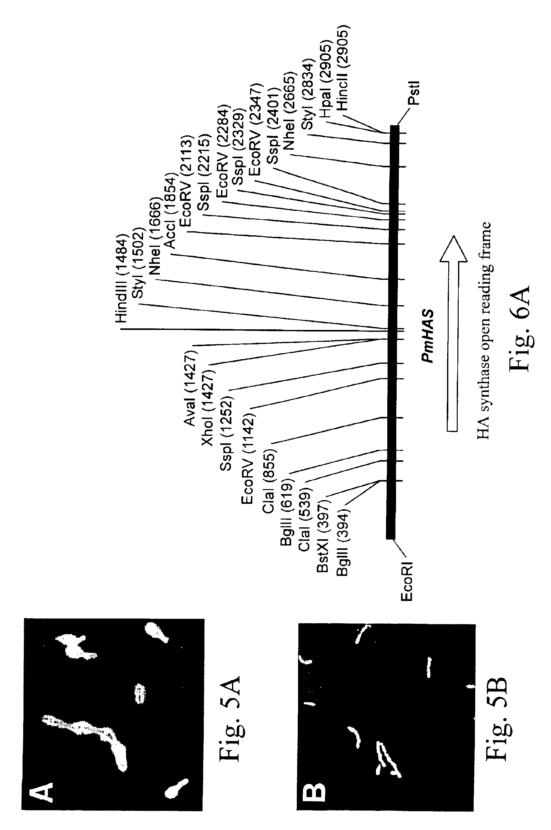 DNA encoding hyaluronan synthase from Pasteurella multocida and methods of use