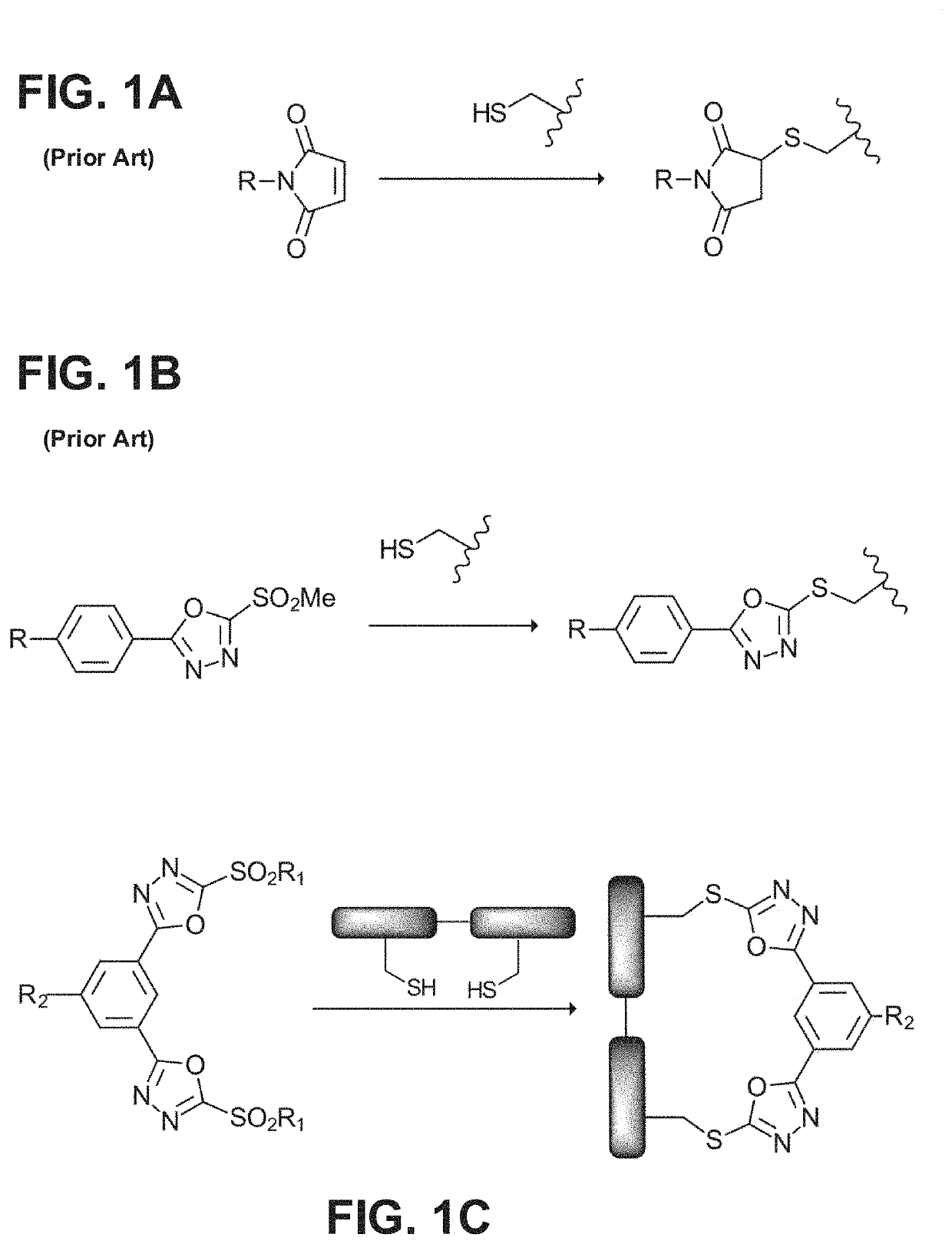 Reagent for bioconjugation via irreversible rebridging of disulfide linkages