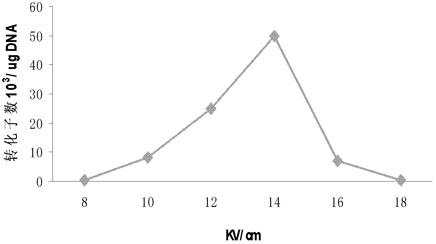 Electrotransformation method of Cytophaga hutchinsonii