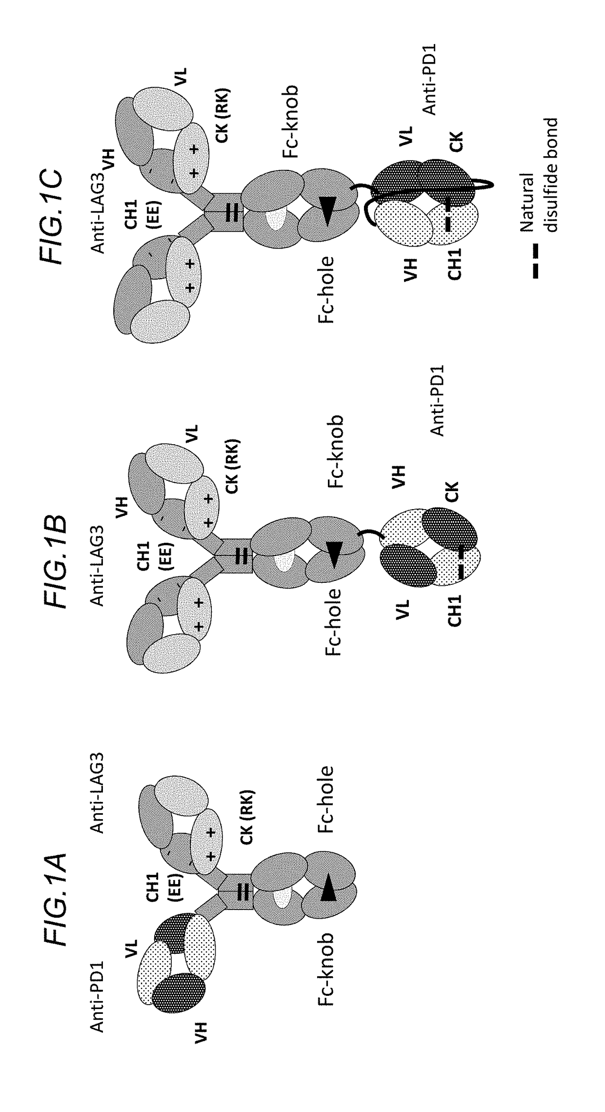 Bispecific antibodies specifically binding to pd1 and lag3