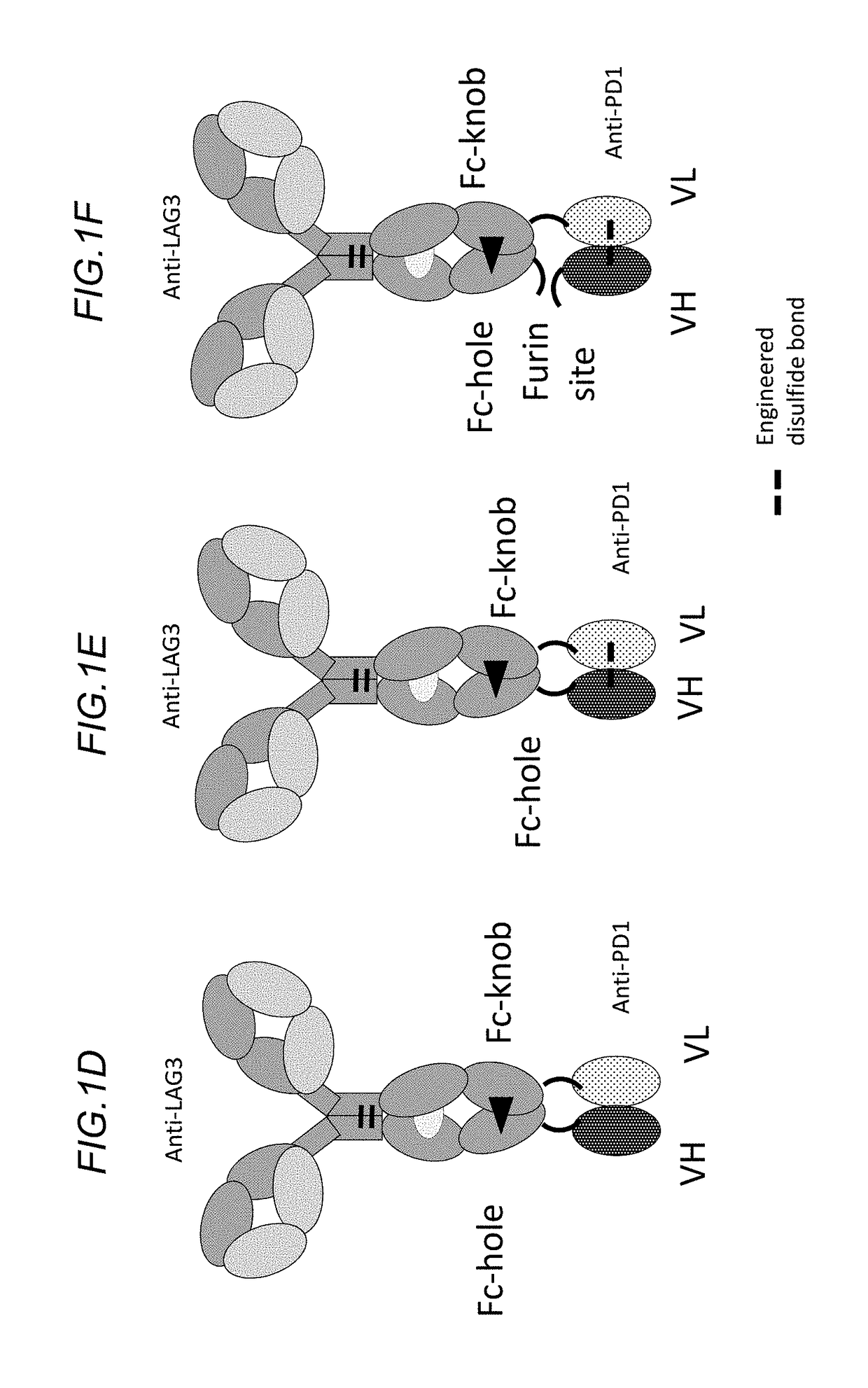 Bispecific antibodies specifically binding to pd1 and lag3