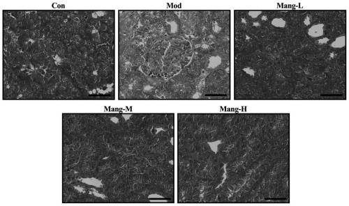 Research method for pharmacologic action of mangiferin on mouse diabetes