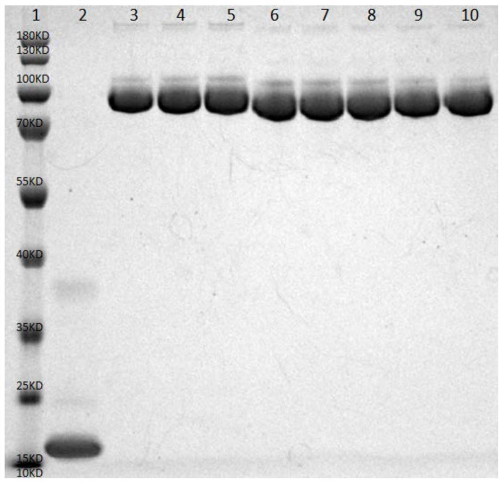 Injection preparation of human interleukin 10-Fc fusion protein