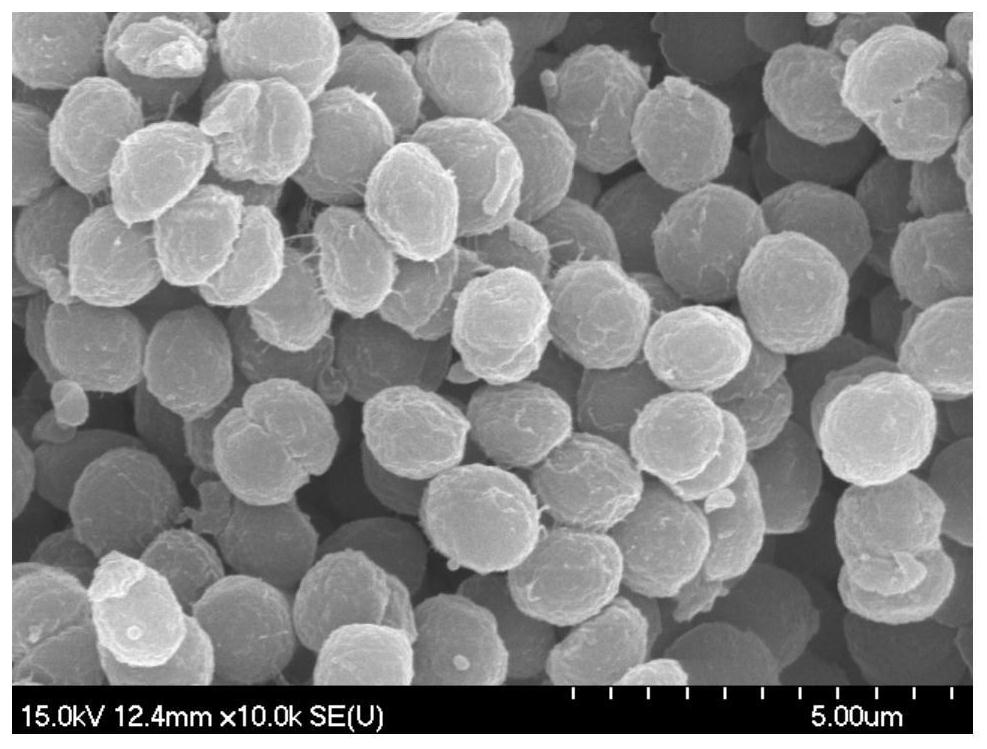 A method and bacterial strain for in-situ restoration of arsenic-contaminated high-saline water using cyanobacteria