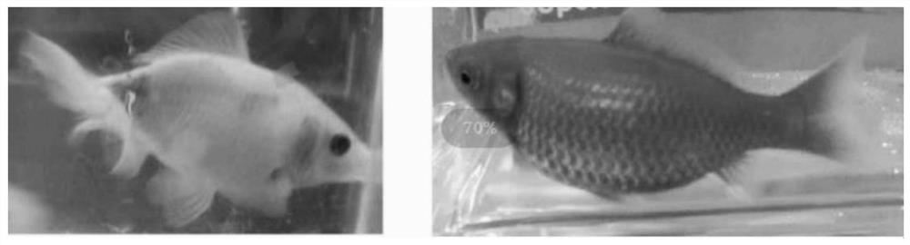 Method for inducing fish to generate body transparency phenomenon by ENU